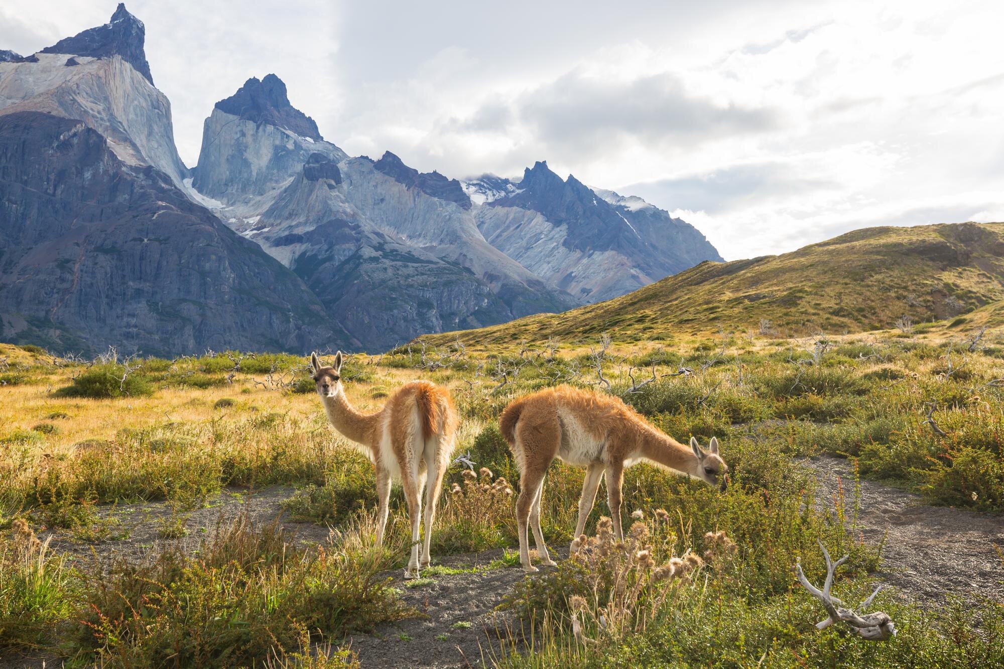 Torres del Paine Patagonia Chile